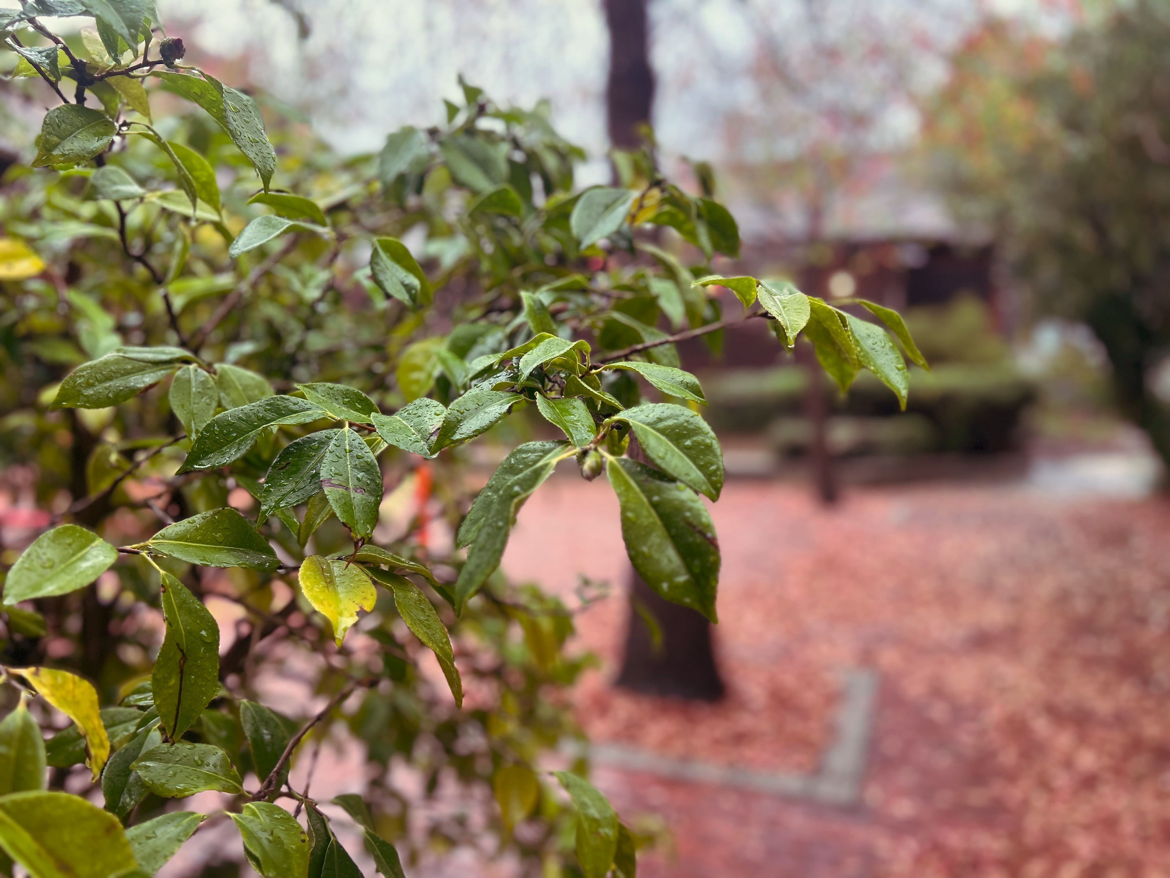 A plant with water on it's leaves is in the foreground of a brick courtyard.